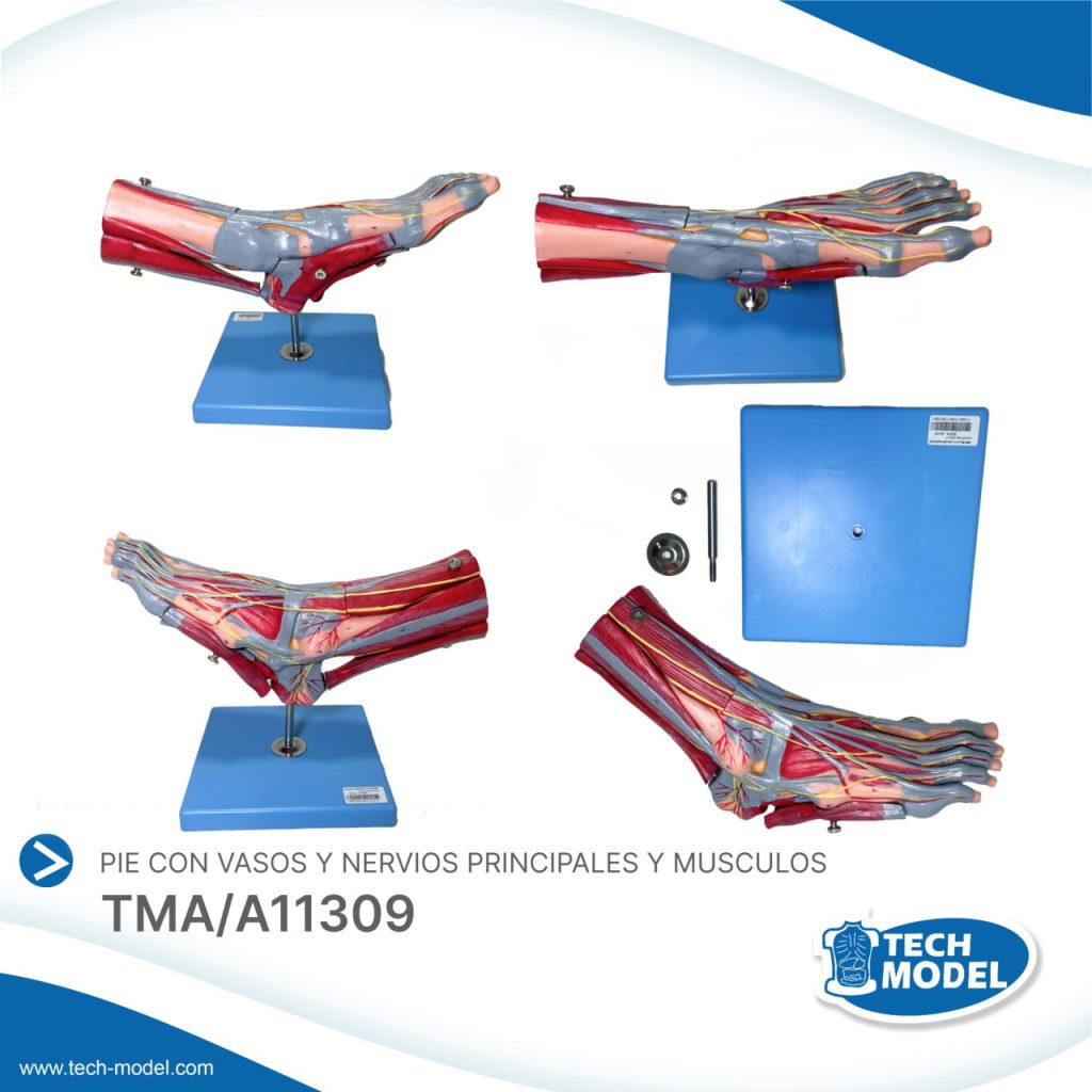 TMA/A11309 MUSCLES OF FOOT WITH MAIN VESSELS – TMA/A11309 – TECH-MODEL ...