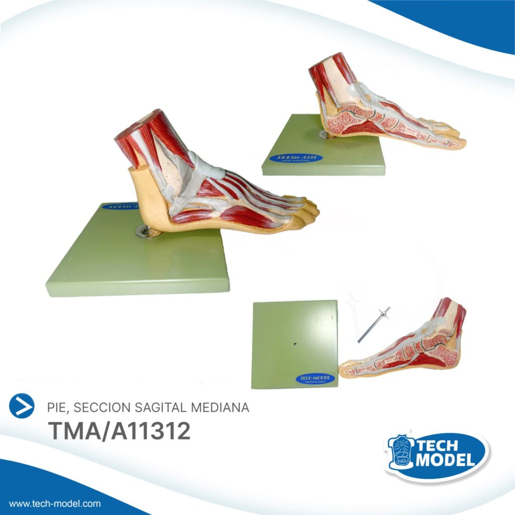 TMA/A11312 MEDIAN SAGITTAL SECTION OF FOOT – TMA/A11312 – TECH-MODEL ...