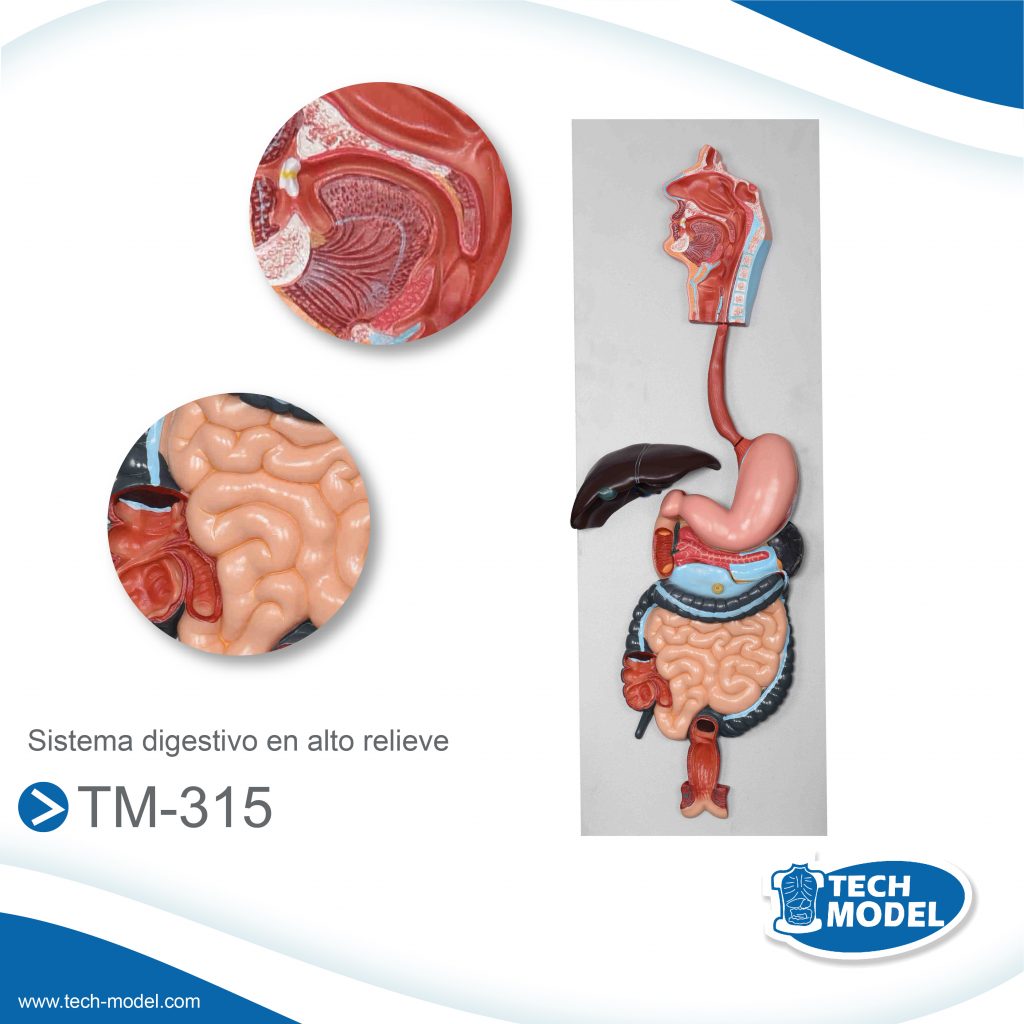 Digestive System – TM-315 – TECH-MODEL – Tech Model